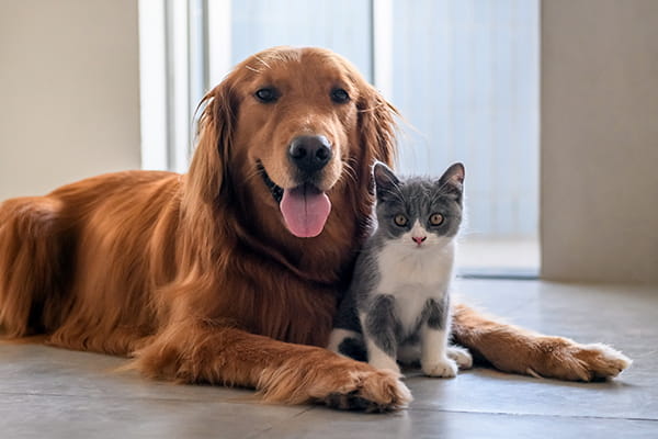 senior-dog-with-kitten_main